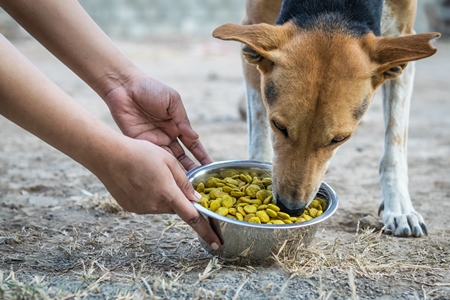 Volunteer feeding a street dog with a bowl of dog food
