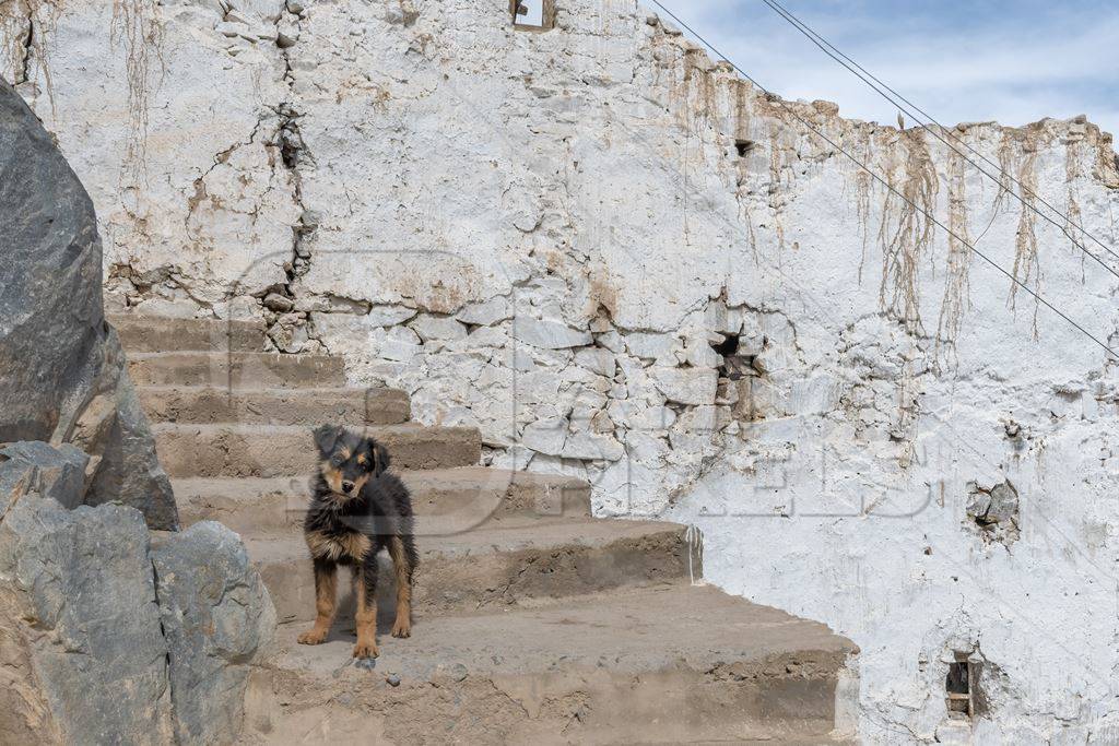 Indian street or stray puppy dogon steps to monastery in Ladakh in the mountains of the Himalayas