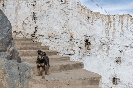 Indian street or stray puppy dogon steps to monastery in Ladakh in the mountains of the Himalayas