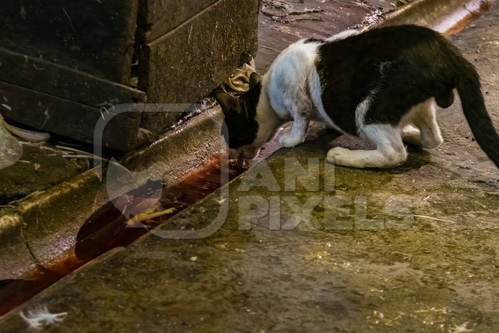 Indian street or stray cat drinking from dirty water and blood at a meat market inside New Market, Kolkata, India, 2022