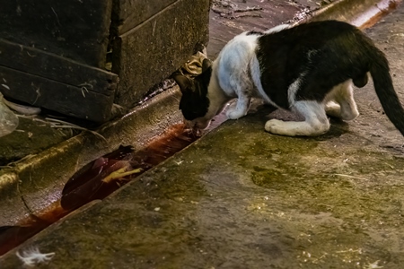 Indian street or stray cat drinking from dirty water and blood at a meat market inside New Market, Kolkata, India, 2022