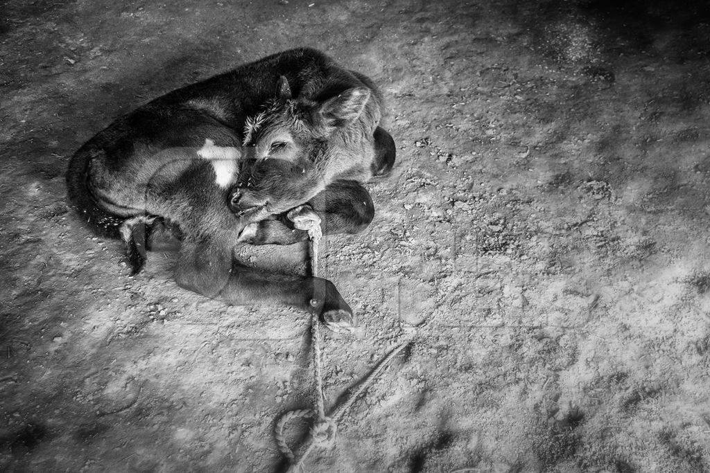 Baby calf tied up with rope in black and white in Sonepur cattle fair