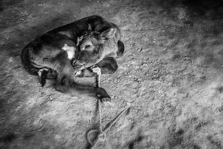 Baby calf tied up with rope in black and white in Sonepur cattle fair