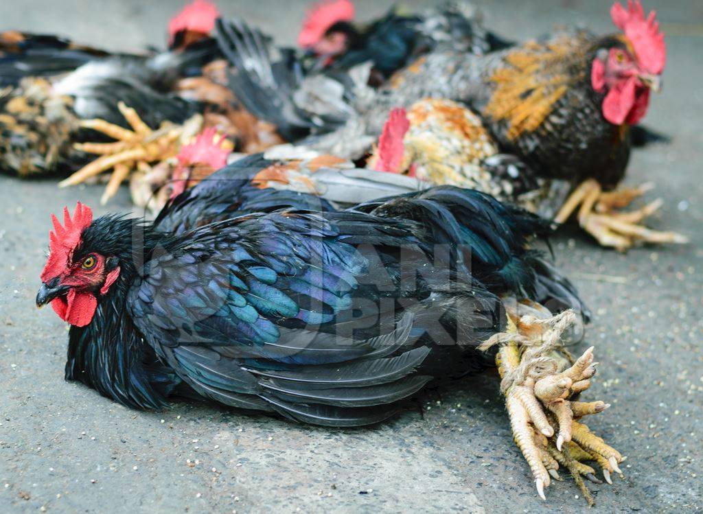 Bunch of chickens or hens tied on sale at Juna Bazaar in Pune