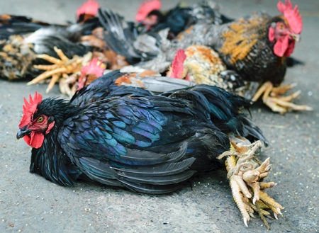 Bunch of chickens or hens tied on sale at Juna Bazaar in Pune