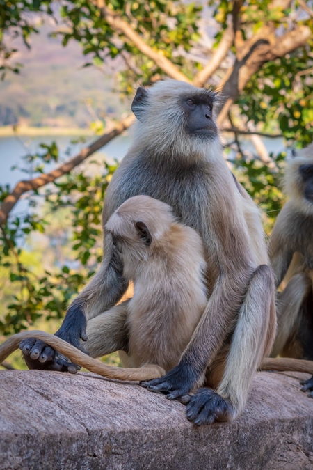 Cute baby Indian gray or hanuman langur monkey with mother in the wild at Ranthambore National Park in Rajasthan in India