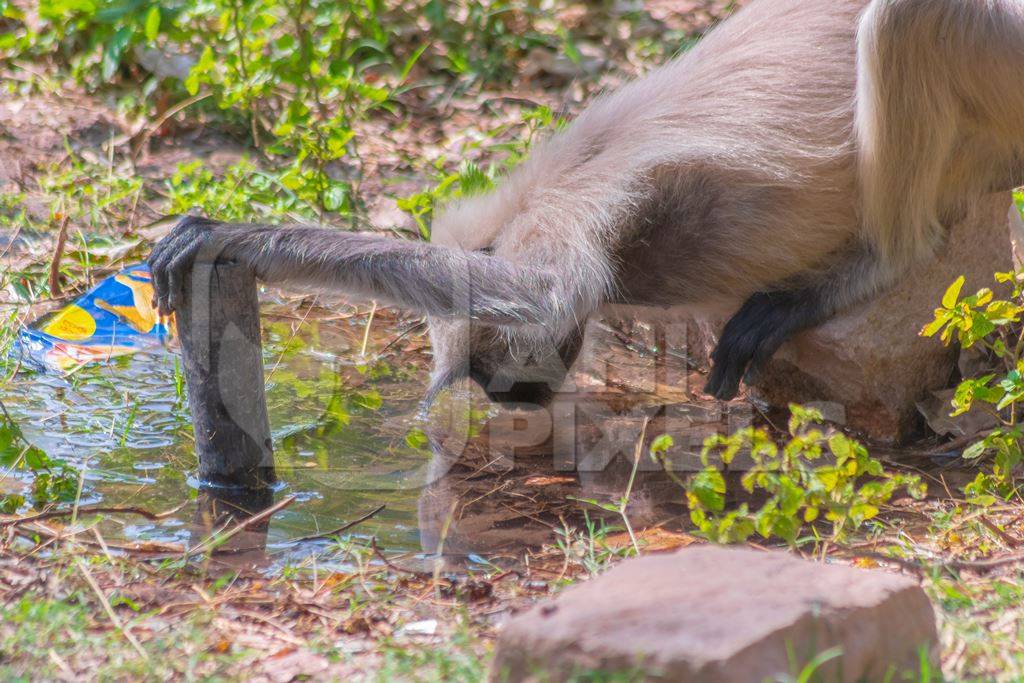 Indian gray or hanuman langur drinking from pool, in Mandore Gardens in the city of Jodhpur in Rajasthan in India