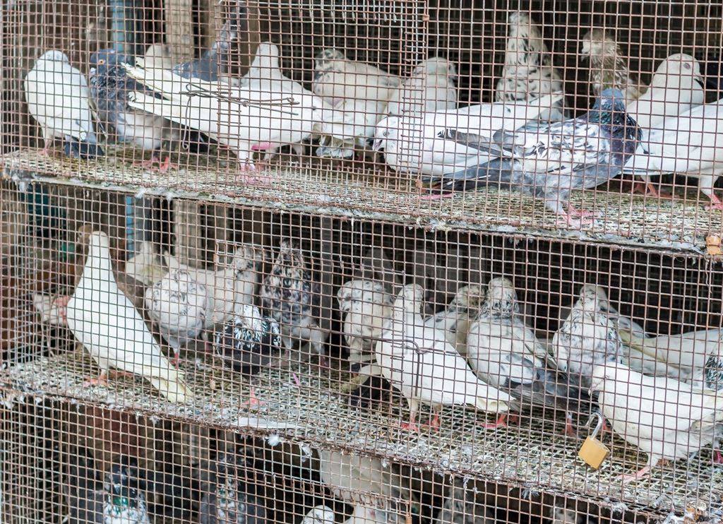 White and grey pigeons or doves in cages on sale at Crawford pet market