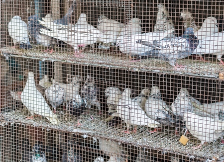 White and grey pigeons or doves in cages on sale at Crawford pet market