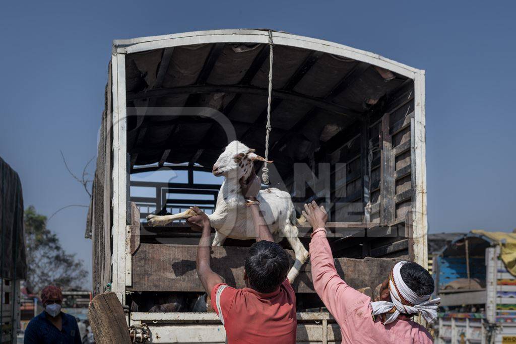 Workers throw an Indian goat onto a transport truck at Chakan Goat and Sheep market, Maharashtra, India, 2024