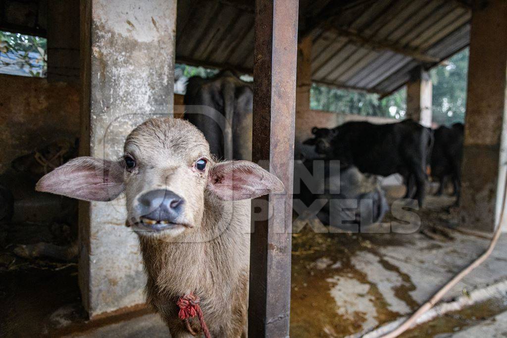 Pale Indian buffalo calf tied up away from the mother, with a line of chained female buffaloes in the background on an urban dairy farm or tabela, Aarey milk colony, Mumbai, India, 2023