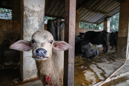 Pale Indian buffalo calf tied up away from the mother, with a line of chained female buffaloes in the background on an urban dairy farm or tabela, Aarey milk colony, Mumbai, India, 2023