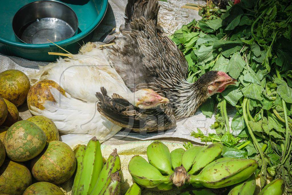 Chickens tied up on the ground on sale at a market