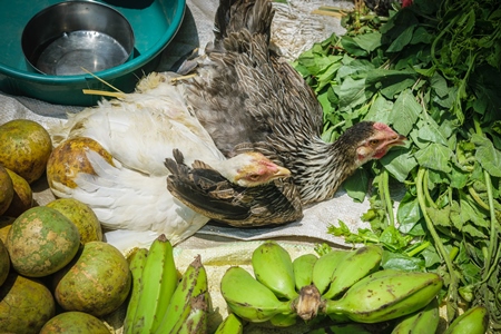 Chickens tied up on the ground on sale at a market