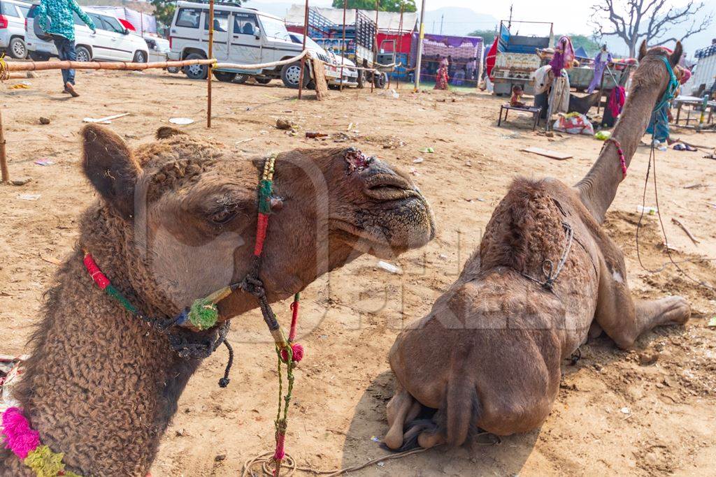 Indian camel with open wound on nose from where the nose peg has been, at Pushkar camel fair or mela in Rajasthan, India, 2019