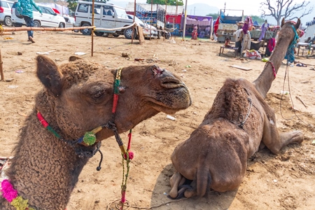 Indian camel with open wound on nose from where the nose peg has been, at Pushkar camel fair or mela in Rajasthan, India, 2019