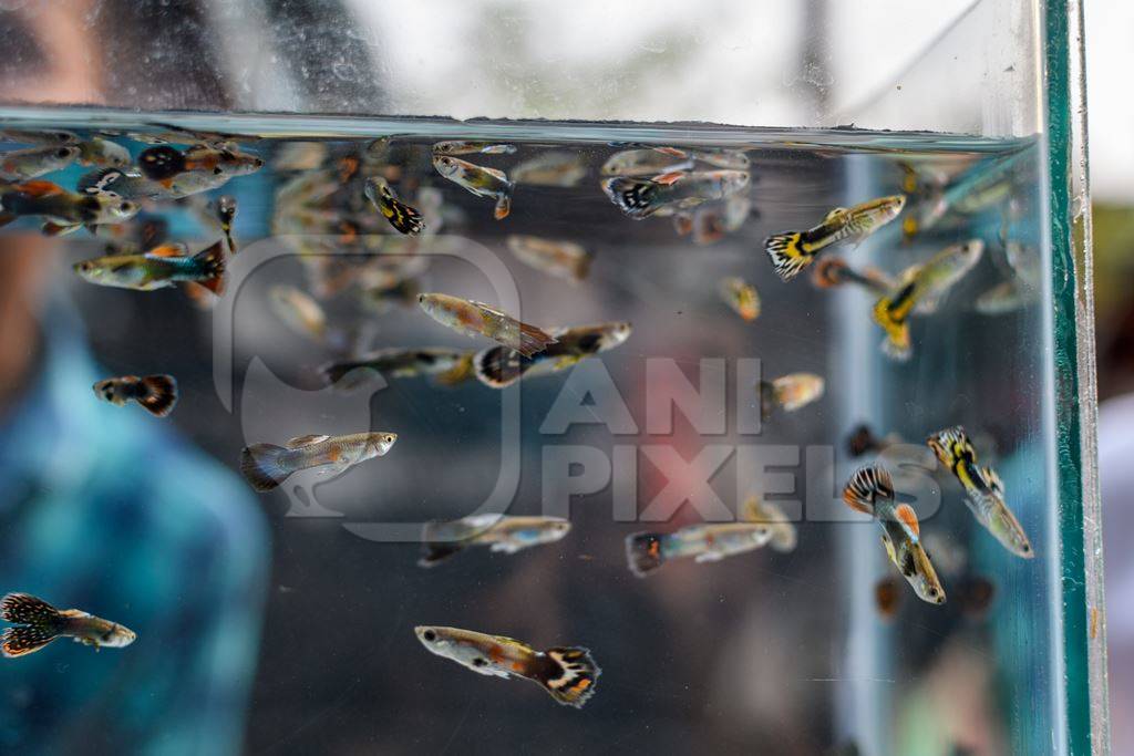 Guppy aquarium fish on sale at Galiff Street pet market, Kolkata, India, 2022