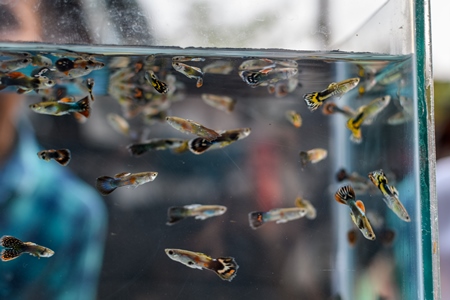 Guppy aquarium fish on sale at Galiff Street pet market, Kolkata, India, 2022