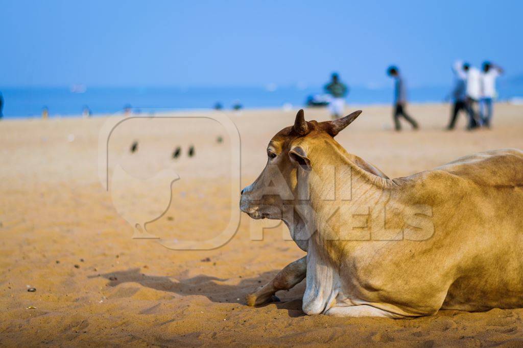 Street cow on beach in Goa in India