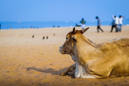 Street cow on beach in Goa in India