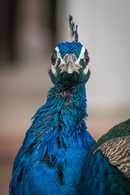 Close up of beautiful blue Indian peacock bird in Rajasthan