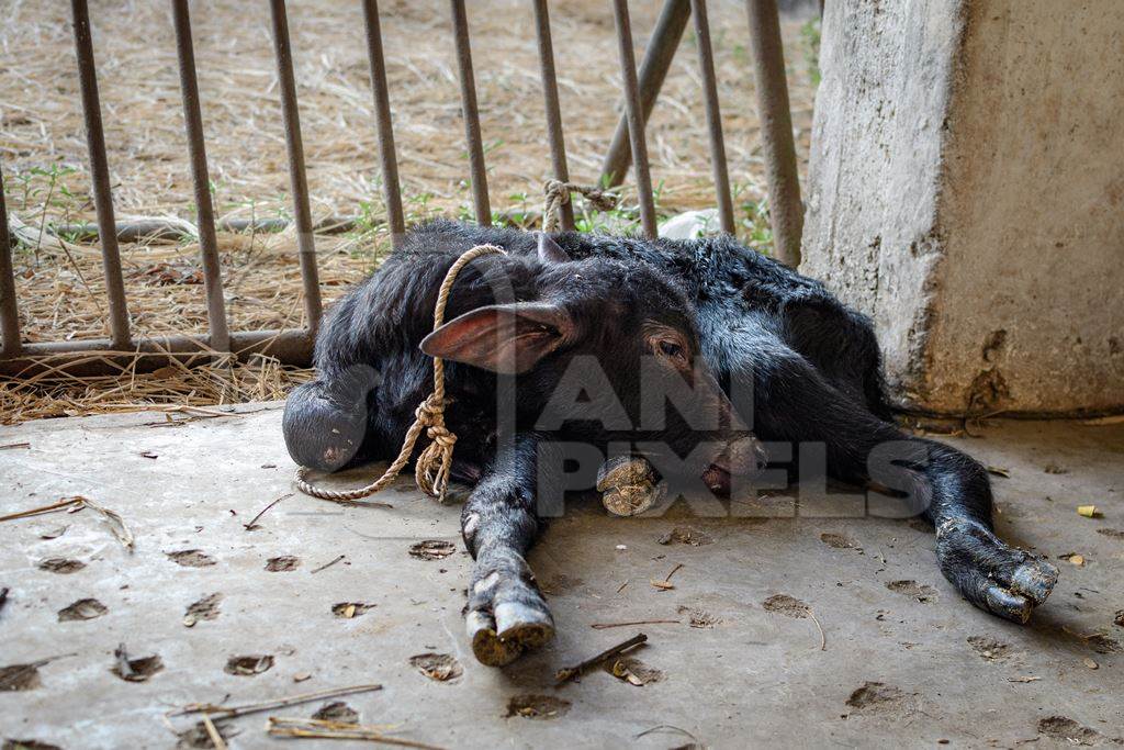 Sad Indian buffalo calf tied up on an urban dairy farm or tabela, Aarey milk colony, Mumbai, India, 2023