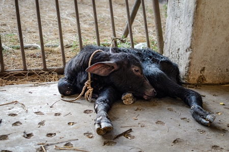 Sad Indian buffalo calf tied up on an urban dairy farm or tabela, Aarey milk colony, Mumbai, India, 2023