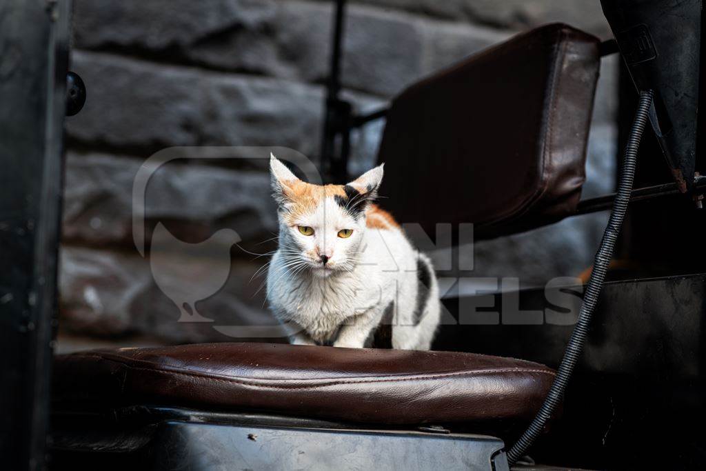 Indian street or stray cat sitting on auto at Shivaji market, Pune, India, 2024