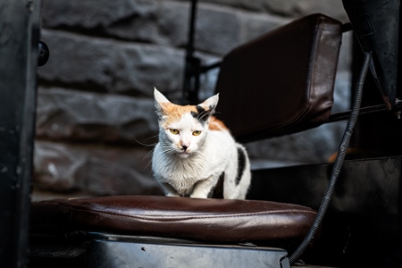 Indian street or stray cat sitting on auto at Shivaji market, Pune, India, 2024