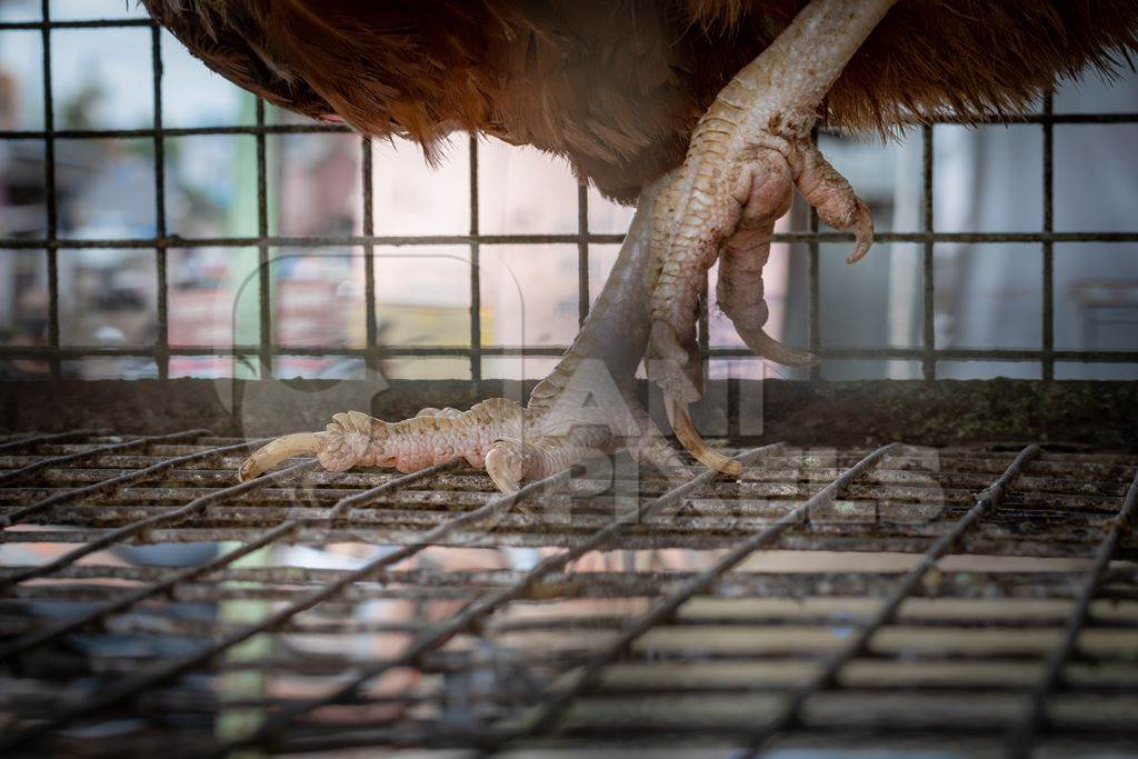 Chickens feet standing on wires in cages outside a chicken poultry meat shop in Pune, Maharashtra, India, 2021