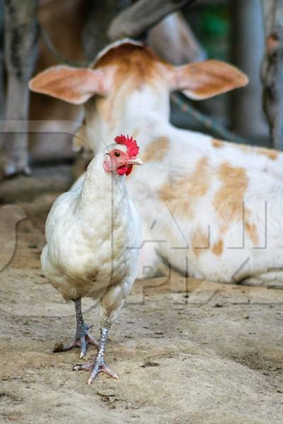 Small baby calf and white chicken in a farm in a village