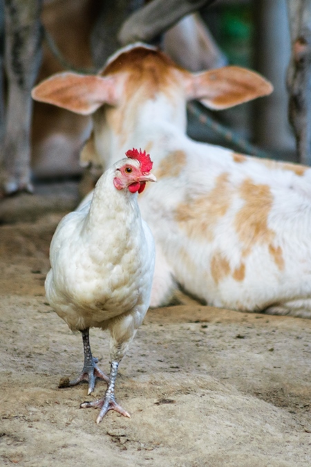 Small baby calf and white chicken in a farm in a village