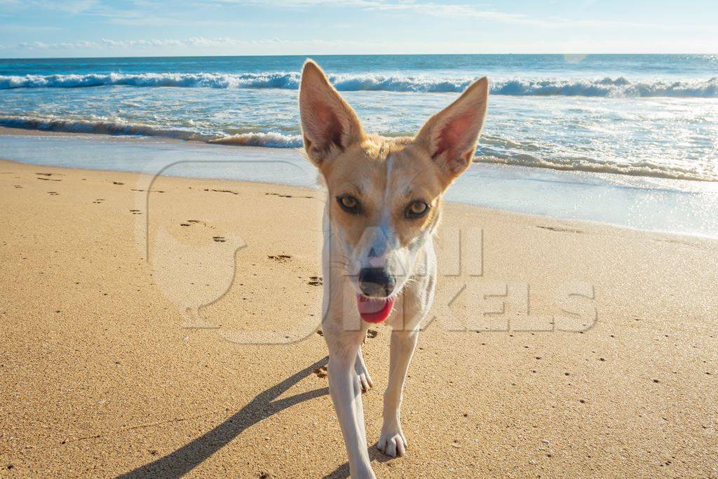 Beach dog on sandy beach in Goa also stray dog or street dog