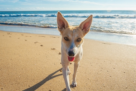 Beach dog on sandy beach in Goa also stray dog or street dog