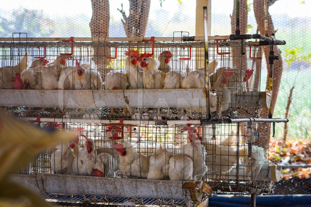 Indian chickens or laying hens in rows of small battery cages on an layer hen farm or egg farm in Maharashtra, India, 2022