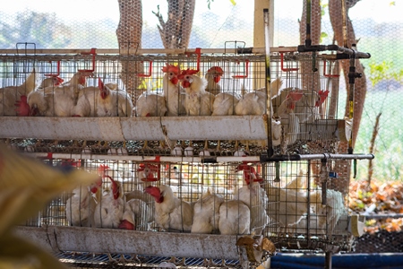 Indian chickens or laying hens in rows of small battery cages on an layer hen farm or egg farm in Maharashtra, India, 2022