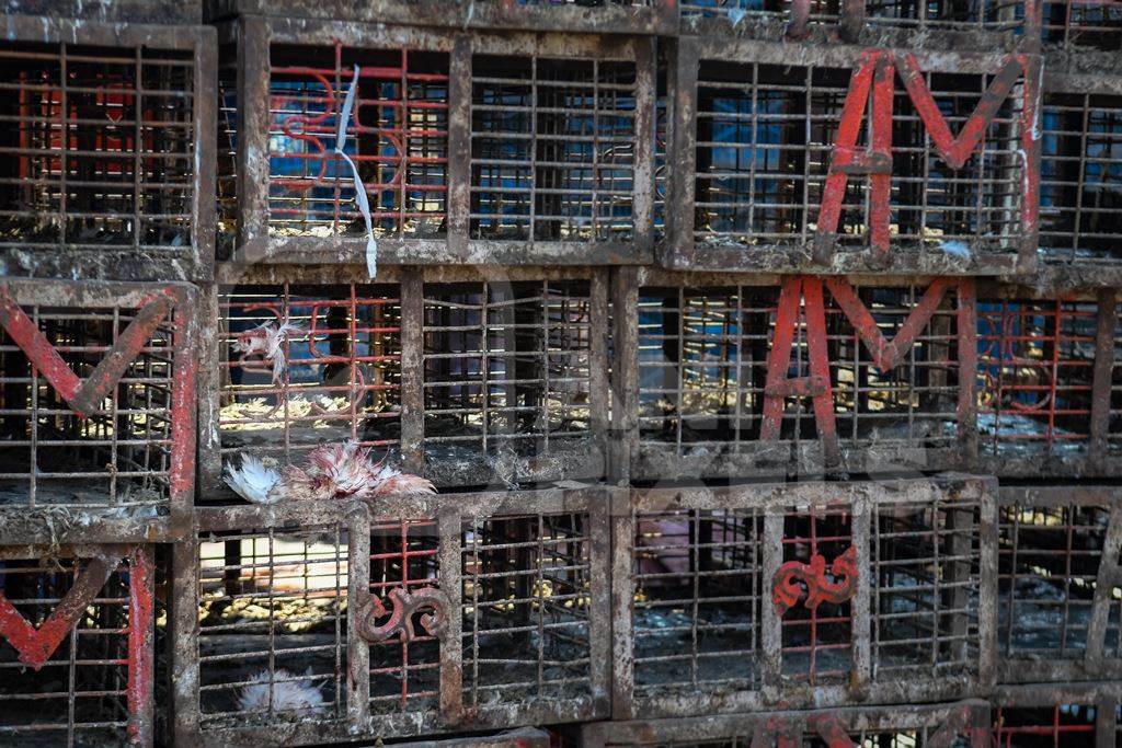 Wings of Indian broiler chickens ripped off by the cages at Ghazipur murga mandi, Ghazipur, Delhi, India, 2022