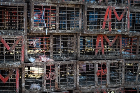 Wings of Indian broiler chickens ripped off by the cages at Ghazipur murga mandi, Ghazipur, Delhi, India, 2022