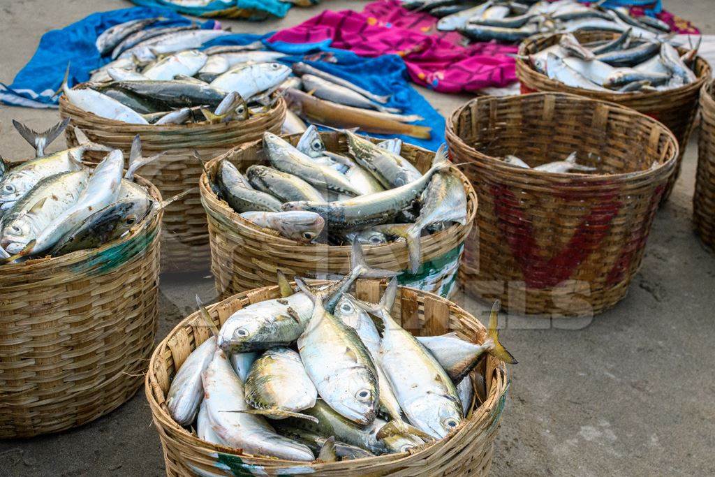 Baskets full of dead Indian fish on sale at Malvan fish market on beach in Malvan, Maharashtra, India, 2022