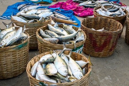 Baskets full of dead Indian fish on sale at Malvan fish market on beach in Malvan, Maharashtra, India, 2022