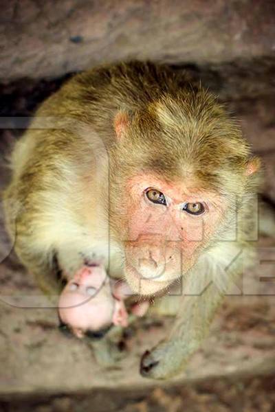 Macaque monkey with small baby