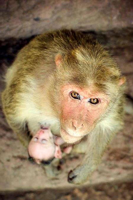 Macaque monkey with small baby