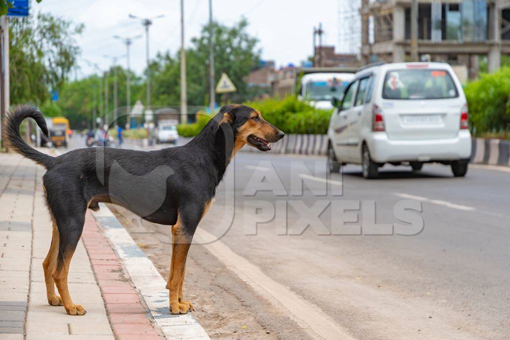 Indian street or stray dog in road with cars and  traffic in urban city in Maharashtra in India