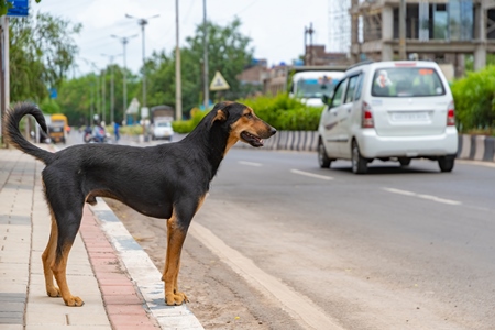 Indian street or stray dog in road with cars and  traffic in urban city in Maharashtra in India