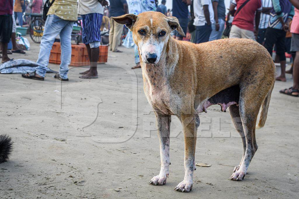 Indian street dog or stray pariah dog at Malvan fish market on beach in Malvan, Maharashtra, India, 2022