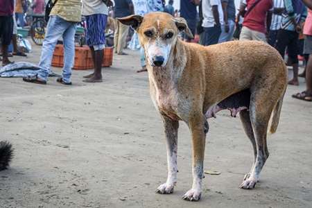 Indian street dog or stray pariah dog at Malvan fish market on beach in Malvan, Maharashtra, India, 2022