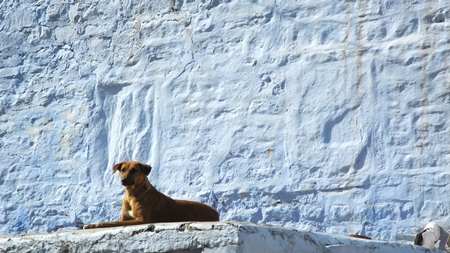 Street dog sitting in front of blue wall in Jodhpur