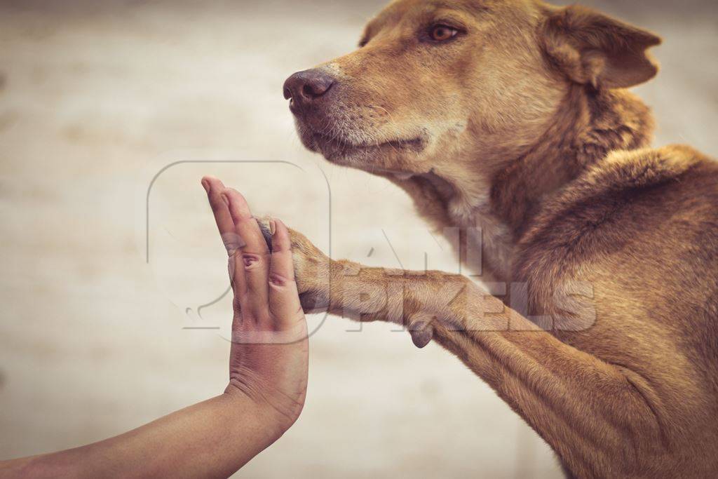 Volunteer animal rescuer giving high five to a brown street dog