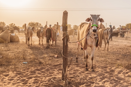 Indian cows or bullocks at Nagaur Cattle Fair, Nagaur, Rajasthan, India, 2022