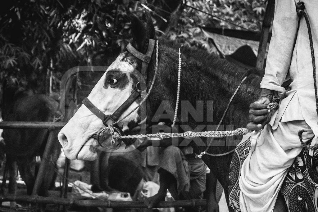 Man riding horse in horse race at Sonepur horse fair in black and white